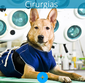 Cirurgias