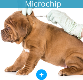 Microchip