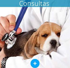 Consultas