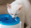10 Dicas faceis para incentivar seu gato a beber mais gua