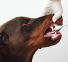 6 dicas para escovar os dentes do seu pet