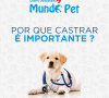 por que castrar  importante ?